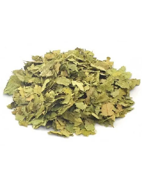 Graviola Em Folhas - 1 Kg da Rock Snack